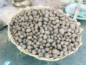 बोड़ा - Boda