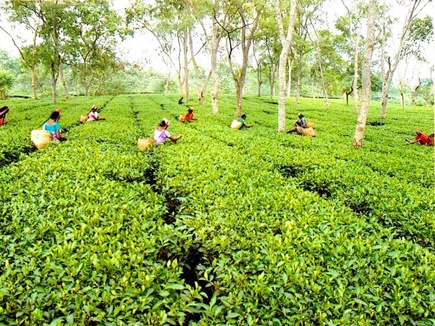 खूबसूरत वादियों से घिरे छत्तीसगढ़ के चाय बागान