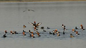 कोपरा जलाशय